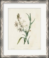 Framed Traditional Botanical IV