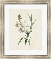 Framed Traditional Botanical IV