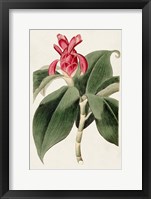 Flora of the Tropics I Framed Print