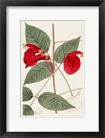 Flora of the Tropics II Framed Print