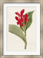 Framed Flora of the Tropics IV