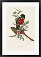 Framed Elegant Trogons I