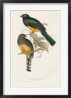 Framed Elegant Trogons III