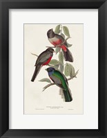 Framed Elegant Trogons V