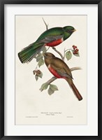 Framed Elegant Trogons VI