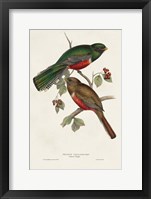 Elegant Trogons VI Framed Print