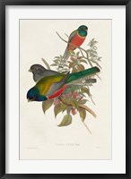 Framed Elegant Trogons VII