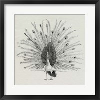 Ebony Plumed Peacock II Framed Print