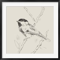 Framed Black Capped Chickadee II