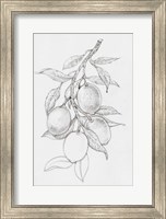Framed Fruit-Bearing Branch I