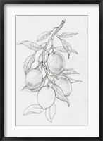 Framed Fruit-Bearing Branch I