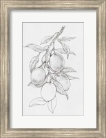 Framed Fruit-Bearing Branch I