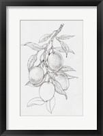 Framed Fruit-Bearing Branch I