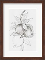 Framed Fruit-Bearing Branch II