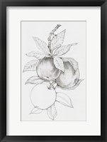 Fruit-Bearing Branch II Framed Print