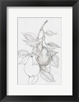 Framed Fruit-Bearing Branch III