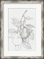 Framed Fruit-Bearing Branch III