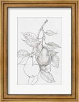 Framed Fruit-Bearing Branch III