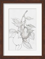 Framed Fruit-Bearing Branch III