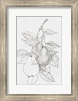 Framed Fruit-Bearing Branch III