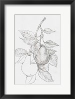 Fruit-Bearing Branch III Framed Print