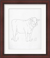 Framed Limousin Cattle I