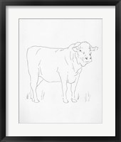 Framed Limousin Cattle I