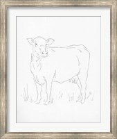 Framed Limousin Cattle II