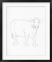 Framed Limousin Cattle III
