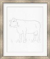 Framed Limousin Cattle IV