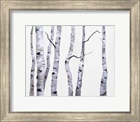 Framed Birch Trees I