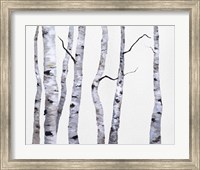 Framed Birch Trees I