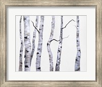 Framed Birch Trees I