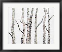 Birch Trees II Framed Print