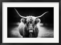 Framed Photography Study Highland Cattle