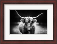 Framed Photography Study Highland Cattle