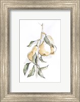 Framed Watercolor Fruit Contour I