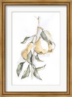 Framed Watercolor Fruit Contour I