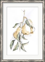 Framed Watercolor Fruit Contour I