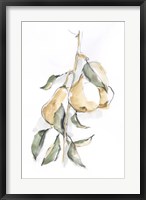 Framed Watercolor Fruit Contour I