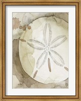 Framed Dry Sand Dollar II