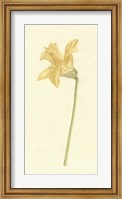 Framed Vintage Daffodil I