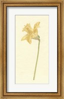 Framed Vintage Daffodil I