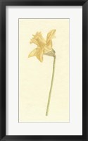 Framed Vintage Daffodil I