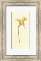 Framed Vintage Daffodil II