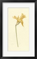 Vintage Daffodil II Framed Print
