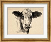 Framed Charcoal Cow II