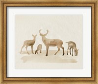 Framed Whitetail Herd I