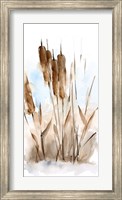Framed Watercolor Cattail Study I