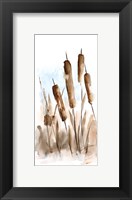 Framed Watercolor Cattail Study II